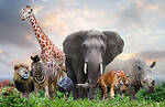 A place for animal lovers! Find a variety of animal videos on our channel."