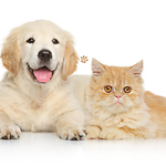 Wildly Adorable – Funny, Fierce & Heartwarming Animal Moments