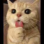 funny  #videos. #animal # videos #