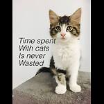 Funny and cute animals