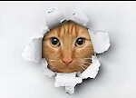 FunnyAnimalsWW