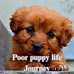 Poor puppy life Journey