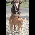 PETS RULE