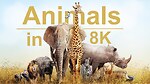 Only animals related video post on my channel