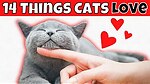 We talk about cats