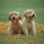 Entertainment of Pet Animals