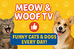 Meow & Woof TV – Daily Animal Fails & Laughs