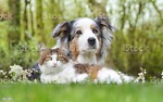 Animals funny video
