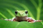 Wild animals from all over the world