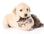 Pet Animals life Related Videos.