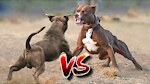 fighting dog