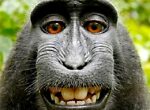 funny things