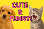 Happy Animal Club