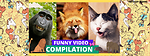 funny7animals