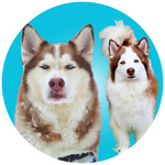 Fabius and Gertie the Huskies