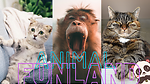 AnimalsFunLand