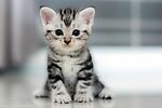 Cute Kittens 500