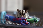 Chicago Sugar Gliders