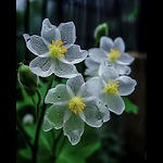 Effects and beauties