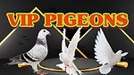 Pigeons Lovers