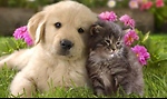 Cute Pet Videos cute