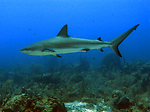 Travels above and under water