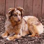 Australian Shepherd Puppies at Rising Sun Farm