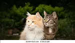 CatsvsFun