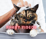 Best Funny Videos