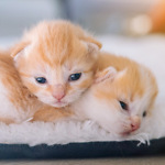 viral kitten
