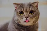 FUNNY CATS