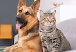 Dogs and Cats funniest moments