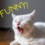 Funny cats world