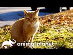 Animals planet