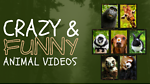 WATCH OUT CRAZY AND FUNNY ANIMAL VIDEOS