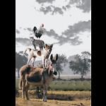 Animal fun