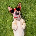 Dogs & Puppies Videos