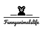 Funny Animals` Life