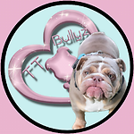 English Bulldog Breeder