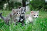 Fluffyandcutekittens