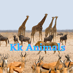 Top Animals Videos