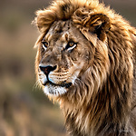 WILDLIFE DOCUMENTARY