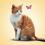 Cute animals