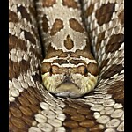 Western Hognose Breeder