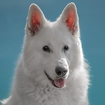 Rasta the white shepherd from Switzerland