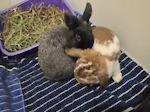 Carl and Midnight's Bunny Life