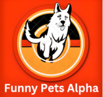 Animal funny videos