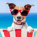 Funny animals
