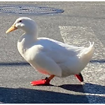 petduck