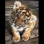 Cool and smart animals